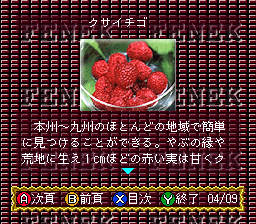 BS Fenek - 6 Getsu (Japan) background